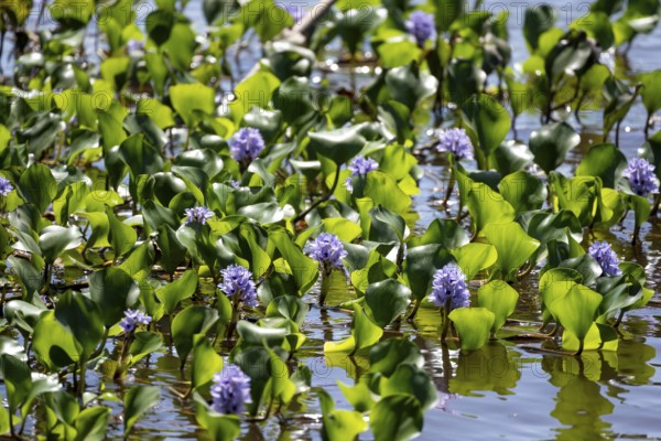 Common water hyacinth (Pontederia crassipes), flowers in the water, Tortuguero National Park, Costa