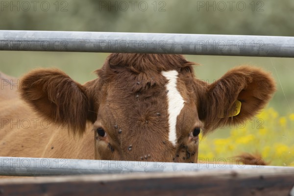Domestic cattle or cow (Bos taurus) adult farm animal looking through a metal gate, England, United