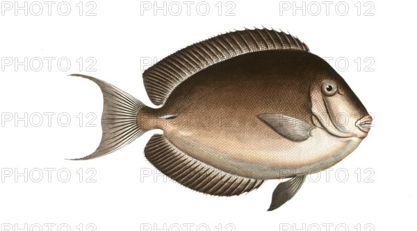 Fish, Fish, Genus Butterflyfish, Butterflyfish, Chaetodon nigricans, the Perfian, Historical,