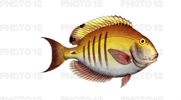Fish, Fish, genus Butterflyfish, Butterflyfish, Chaetodon chirugus, the Surgeon, Historical,