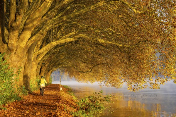 Autumn colours on the Platanen Allee, Hardenberg Ufer, lakeside path on Lake Baldeney, near Haus