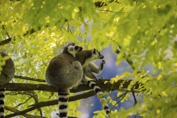 Three ring-tailed lemurs (Lemur catta) sitting in a tree with fresh green leaves