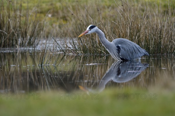 Grey heron (Ardea cinerea), hunting, in the water, Dingdener Heide nature reserve, North