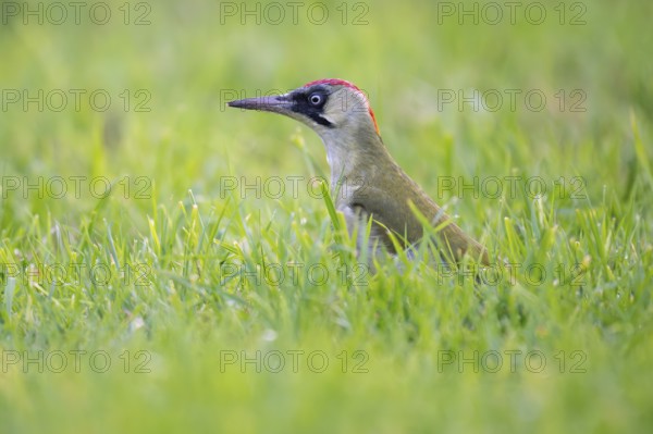Green woodpecker (Picus viridis), young bird foraging in meadow, Rosensteinpark, Stuttgart,