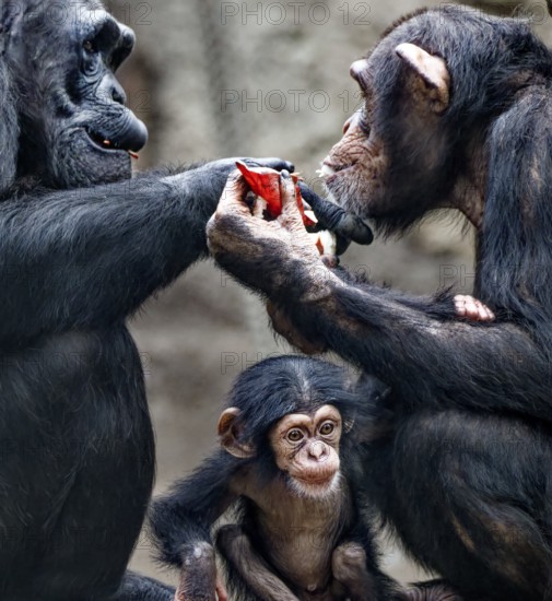 Animal portrait, Western chimpanzee (Pan troglodytes verus) playing with young, captive,