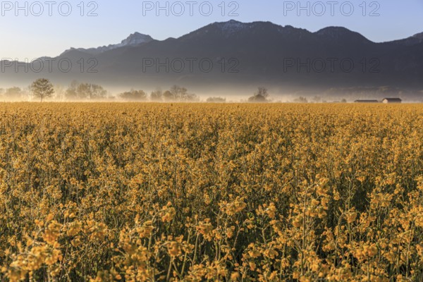 Rape field, sunrise, sunbeams, backlight, mountain landscape, fog, Schlehdorf, Alpine foothills,