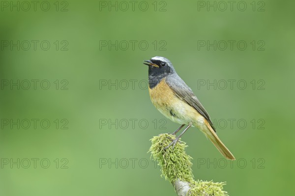 Redstart (Phoenicurus phoenicurus), Bird of the Year 2025, male on mossy branch, songbird,