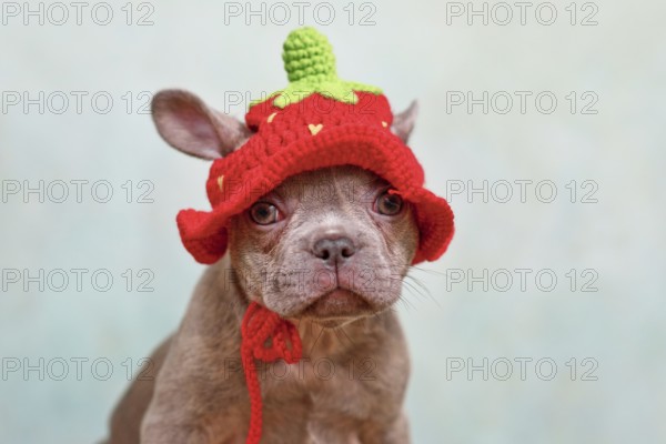 Young Lilac Brindle French Bulldog dog puppy with knitted strawberry hat