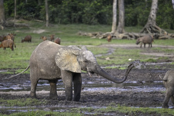 Forest elephant (Loxodonta cyclotis) in the Dzanga Bai forest clearing, Dzanga-Ndoki National Park,