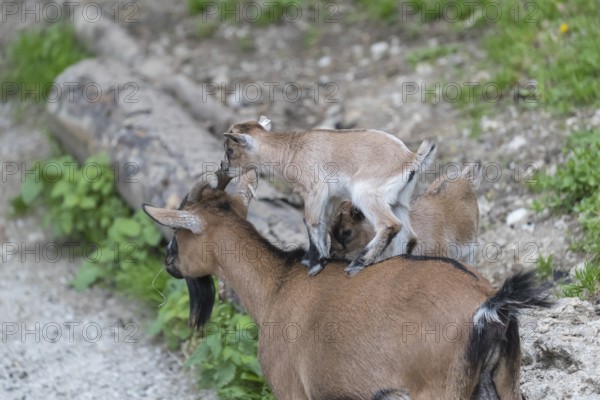 One newborn Pygmy goat, Capra hircus, standing on the back of an adult pygmy goat