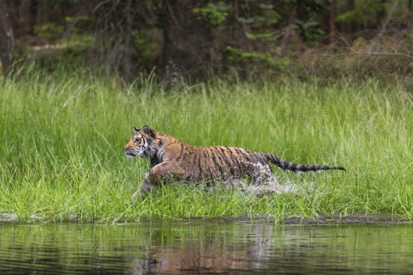 One young female Siberian Tiger, Panthera tigris altaica, running thru reed grass ashore a pond