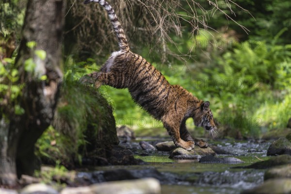One young female Siberian Tiger, Panthera tigris altaica, jumping into the cool fresh water of a