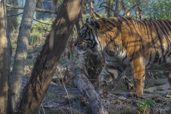 One Sumatran tiger (Panthera tigris sondaica, syn. Panthera tigris sumatrae) walking through dense