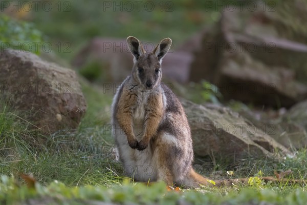 One yellow-footed rock-wallaby (Petrogale xanthopus), or ring-tailed wallaby sitting on grass