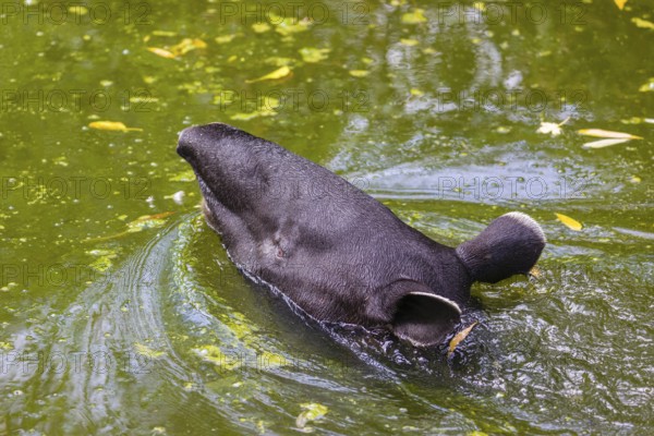 A Malayan tapir (Acrocodia indica) swims in a river