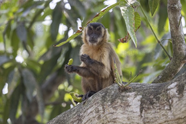 Crested capuchin monkey (Sapajus apella) or hooded capuchin, feeding in a tree, Pantanal, Brazil,