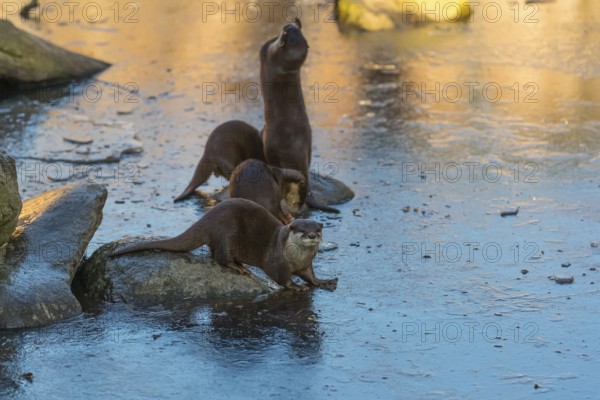 Four oriental small-clawed otter or Asian small-clawed otter (Aonyx cinerea), play with a small