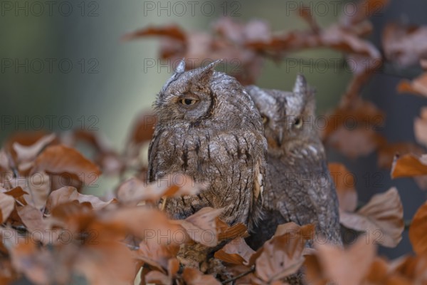 Two Eurasian scops owls (Otus scops)sitting on a twig of a beech tree, embedded in brown leafs