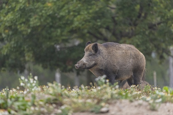 One adult wild boar or wild pig (Sus scrofa) searching for food on a flowering meadow in late