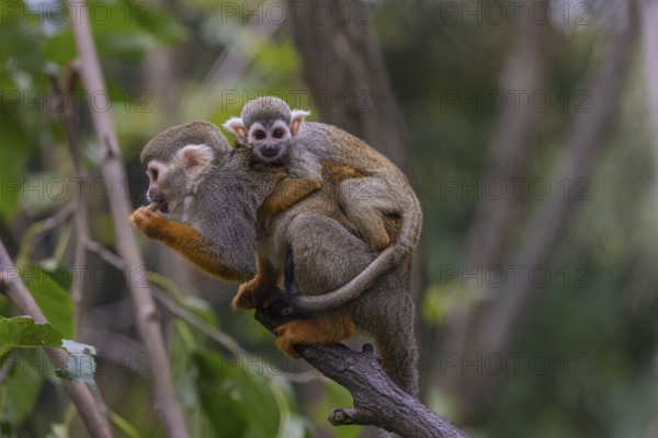 One female Central American squirrel monkey, Saimiri oerstedii, carrying her baby. Green vegetation