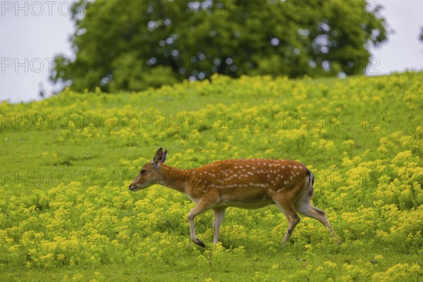 One female Manchurian sika deer or Dybowski's sika deer (Cervus nippon mantchuricus or Cervus