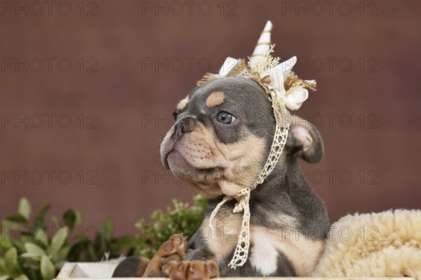 Cute Lilac tan French Bulldog dog puppy with boho style unicorn headband in box in front of brown