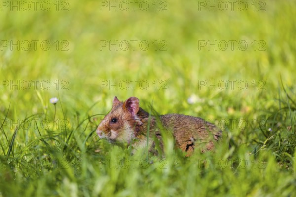 A European hamster (Cricetus cricetus), Eurasian hamster, black-bellied hamster or common hamster,