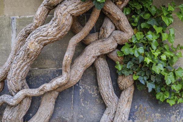 Common ivy, Hedera helix, growing on the outer wall of the Old Palace, Stuttgart,