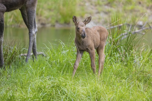 One baby moose or elk, Alces alces, (19 days old, born May 8, 2020) standing on a meadow with fresh