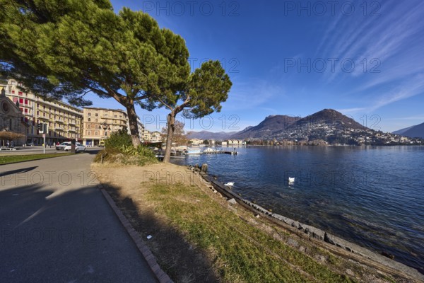 Pine tree (Pinus pinea), lakeside promenade, lakeshore, tree, hill, deep blue sky with veil clouds,