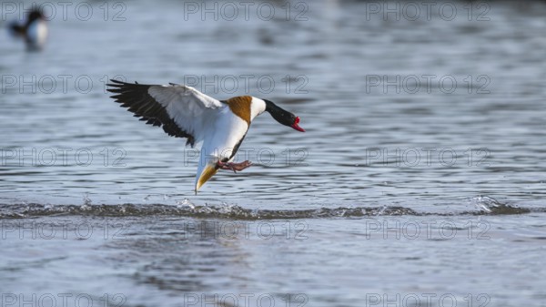 Common Shelduck, Tadorna tadorna, bird in flight over winter marshes