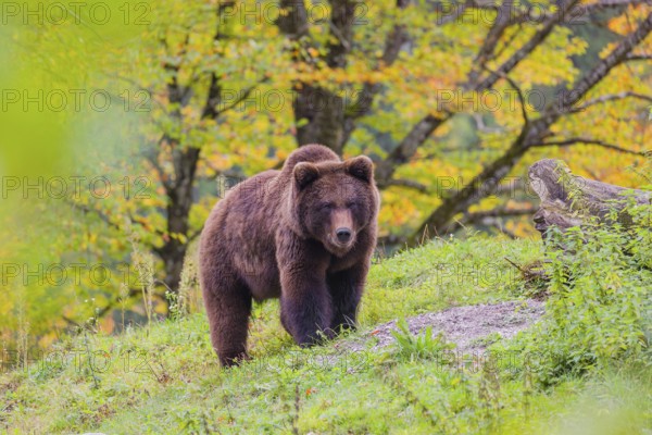 A young male brown bear (Ursus arctos arctos) stands on top of a small hill. Trees in fall foliage