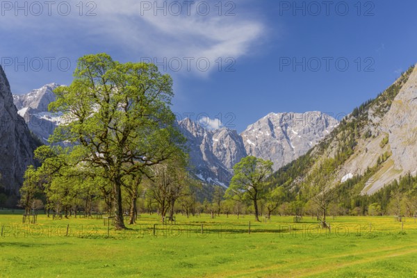 Nature conservancy area Grosser Ahornboden. Sycamore maple trees, Acer pseudoplatanus, in