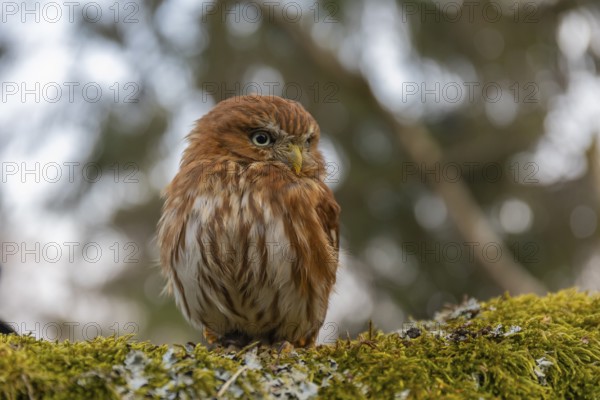 One East Brazilian pygmy owl (Glaucidium minutissimum), also known as least pygmy-owl or Sick's