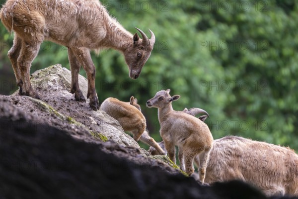 Two female Himalayan tahr (Hemitragus jemlahicus) stands on a rock with a group of young. In the