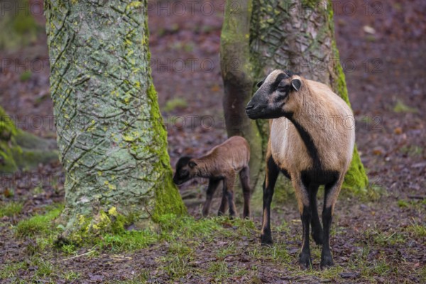A female Cameroon or Cameroon Dwarf sheep, Ovis gmelini aries, and its lamb stand on a forest edge