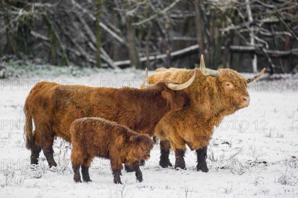 A family of Highland cattle (Bos primigenius), a bull, a cow and a calf are standing at the edge of