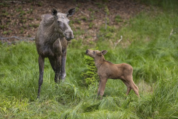 One adult female moose or elk, Alces alces, with one baby moose (19 days old, born May 8, 2020)