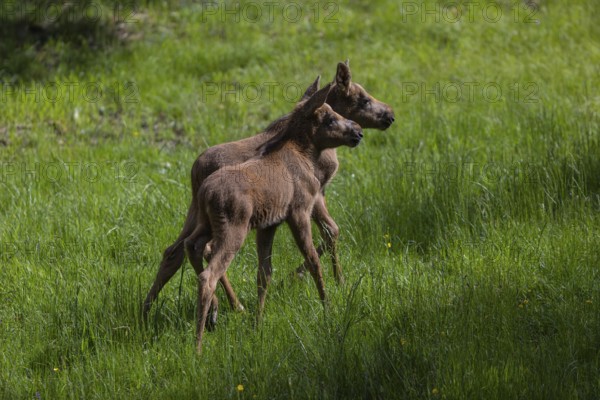 Two baby moose or elk, Alces alces, (19 days old, born May 8, 2020) walking through tall fresh