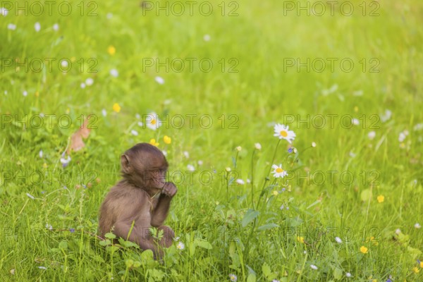 A baby Gelada (Theropithecus gelada), or bleeding-heart monkey, sits in a flowering meadow, eating