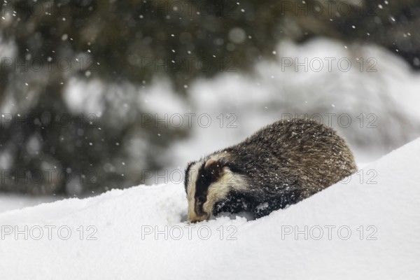 One young European badger (Meles meles) walking through deep snow during snow fall