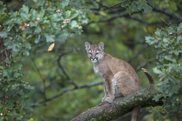 One young cougar, Puma concolor, sitting on a big branch high up in an oak tree
