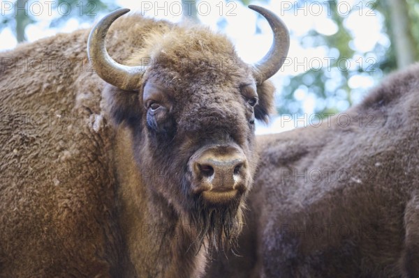European bison (Bison bonasus) portrait in a forest in spring, Bavarian Forest, Germany, Europe