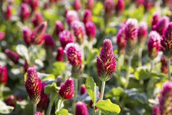 Dark red flowers of the incarnate clover (Trifolium incarnatum) in a field, Saxony, Germany, Europe