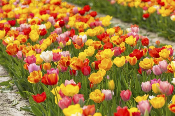 Colourful blooming tulips (tulpia) in a field for self-cutting flowers in Katzenberg, Nossen,