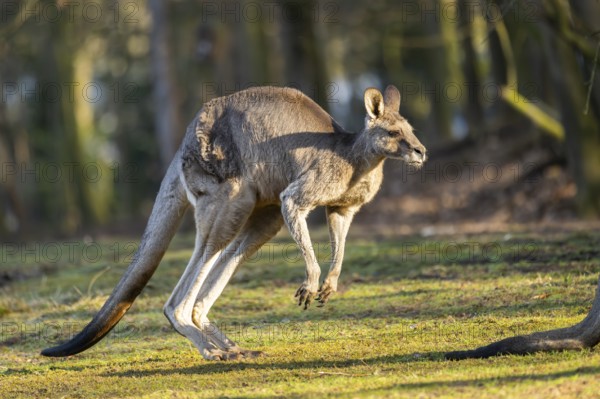 Eastern Gray Kangaroo (Macropus giganteus) on a meadow, captive, occurance Australia, Oceania
