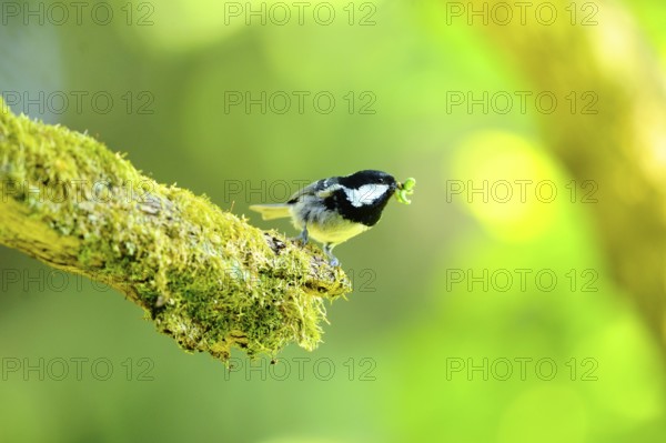 Tit with an insect in its beak on a moss-covered branch in a green environment, Fir Tit (Periparus