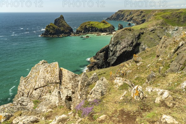 The coast at Kynance Cove, Cornwall, England, Great Britain