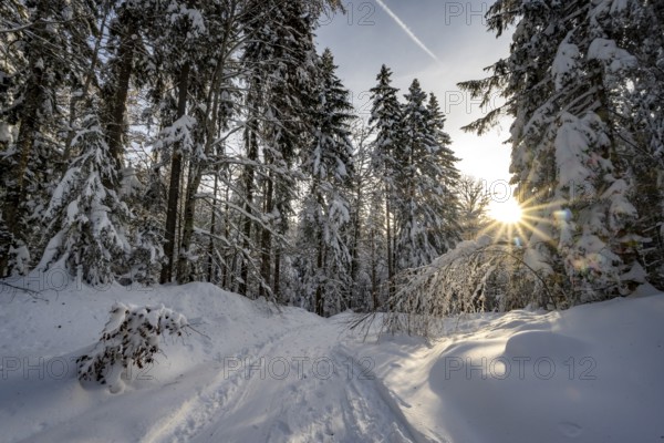 Snow-covered trees in a forest in winter, sun star in the morning, Estergebirge, Bavarian Prealps,