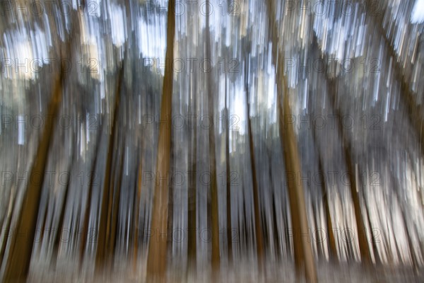 Winter, trees with hoarfrost in the forest, distorted, Baden-Würtemberg, Germany, Europe